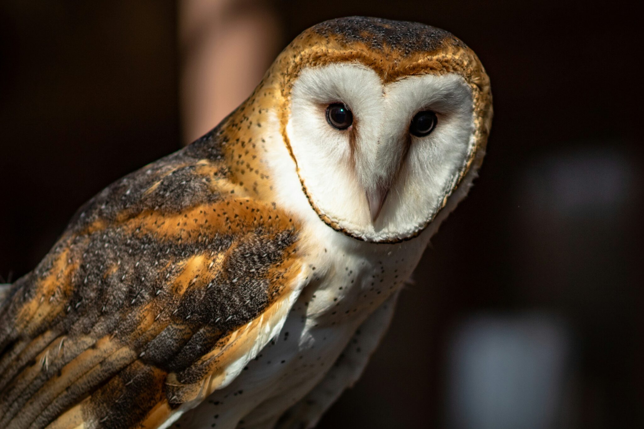 A barn owl looking into camera.
