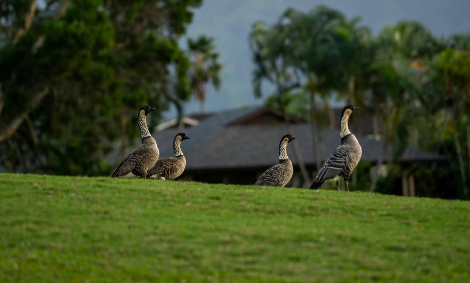 A flock of Hawaiian nene geese standing on a grassy hill. While they closely resemble their North American ancestors, these birds have evolved specialized feet to live high on rocky mountainsides.
