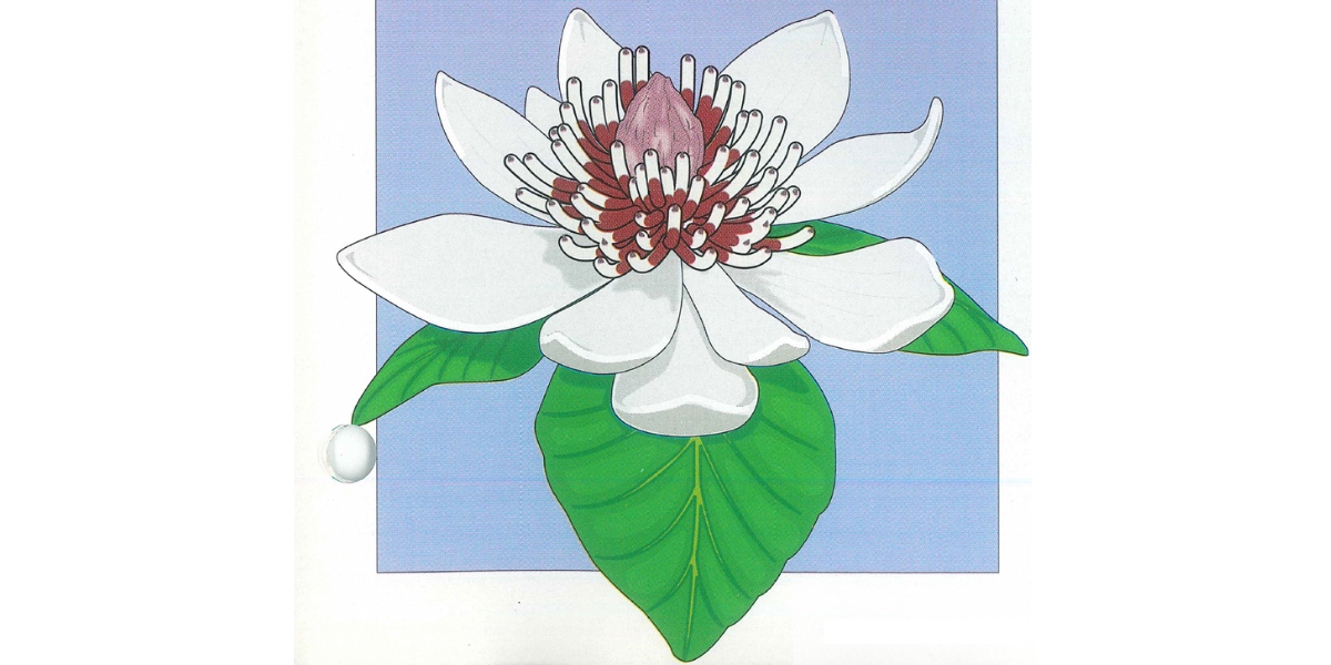 A hand drawn image of a Southern Magnolia flower.