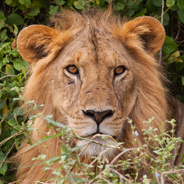 Lion looking through some bushes.