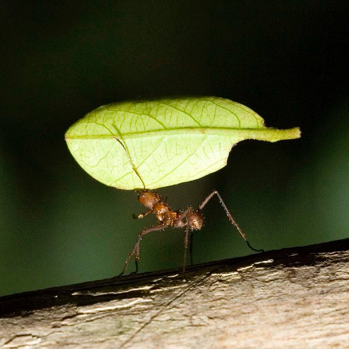 Ant carrying a leaf