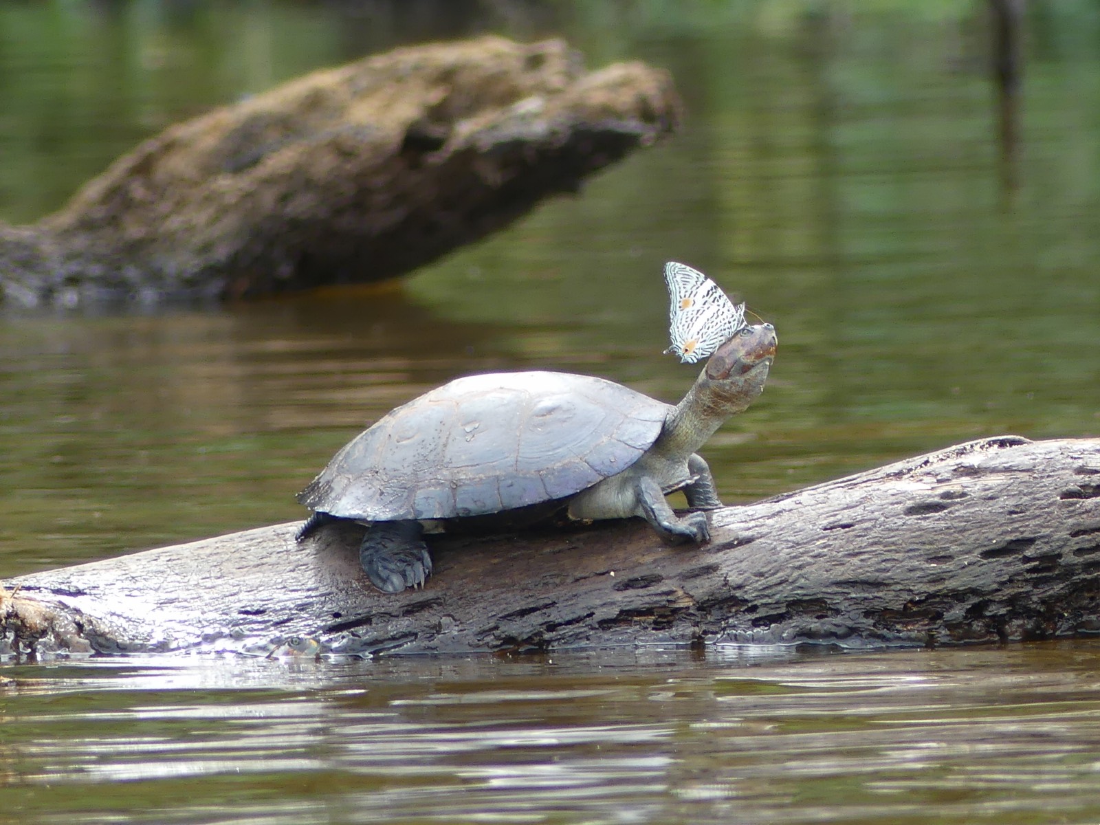 A butterfly on a turtle