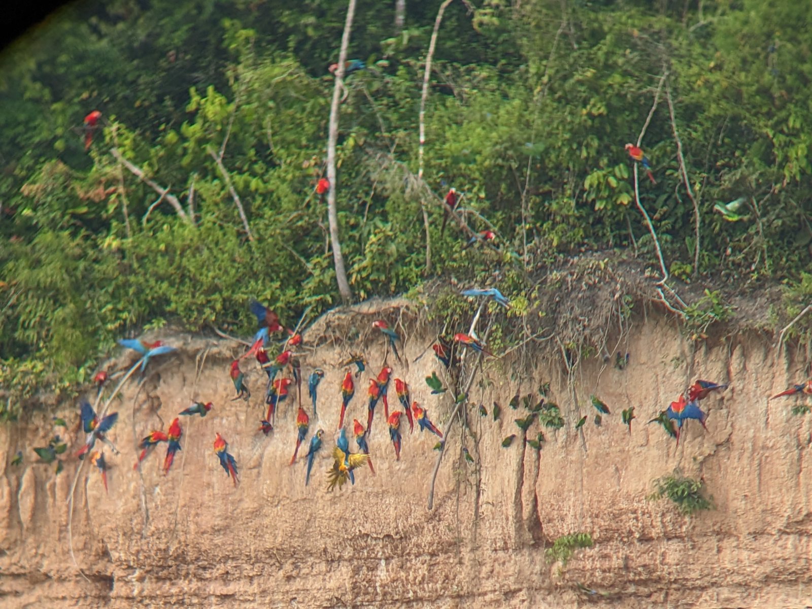 Parrots gathering on the cliffside