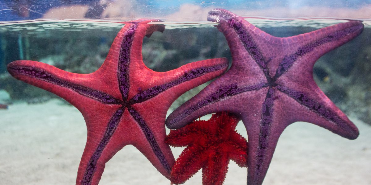 Two Starfish in water