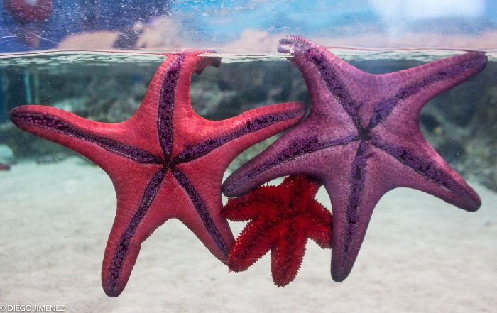Starfish stuck to the side of the tank