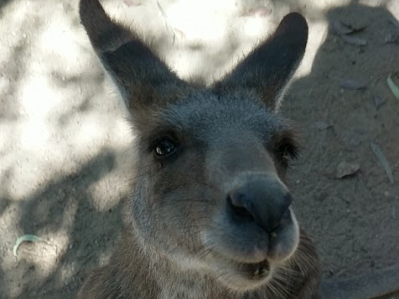 An interested kangaroo