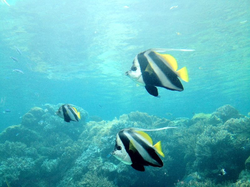 Fish swimming in the sea
