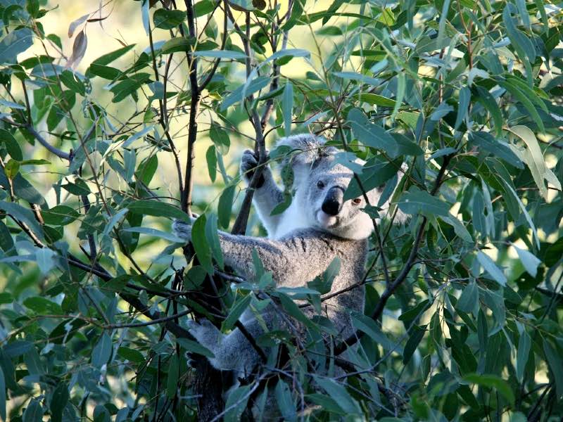 A koala peering at the photographer 