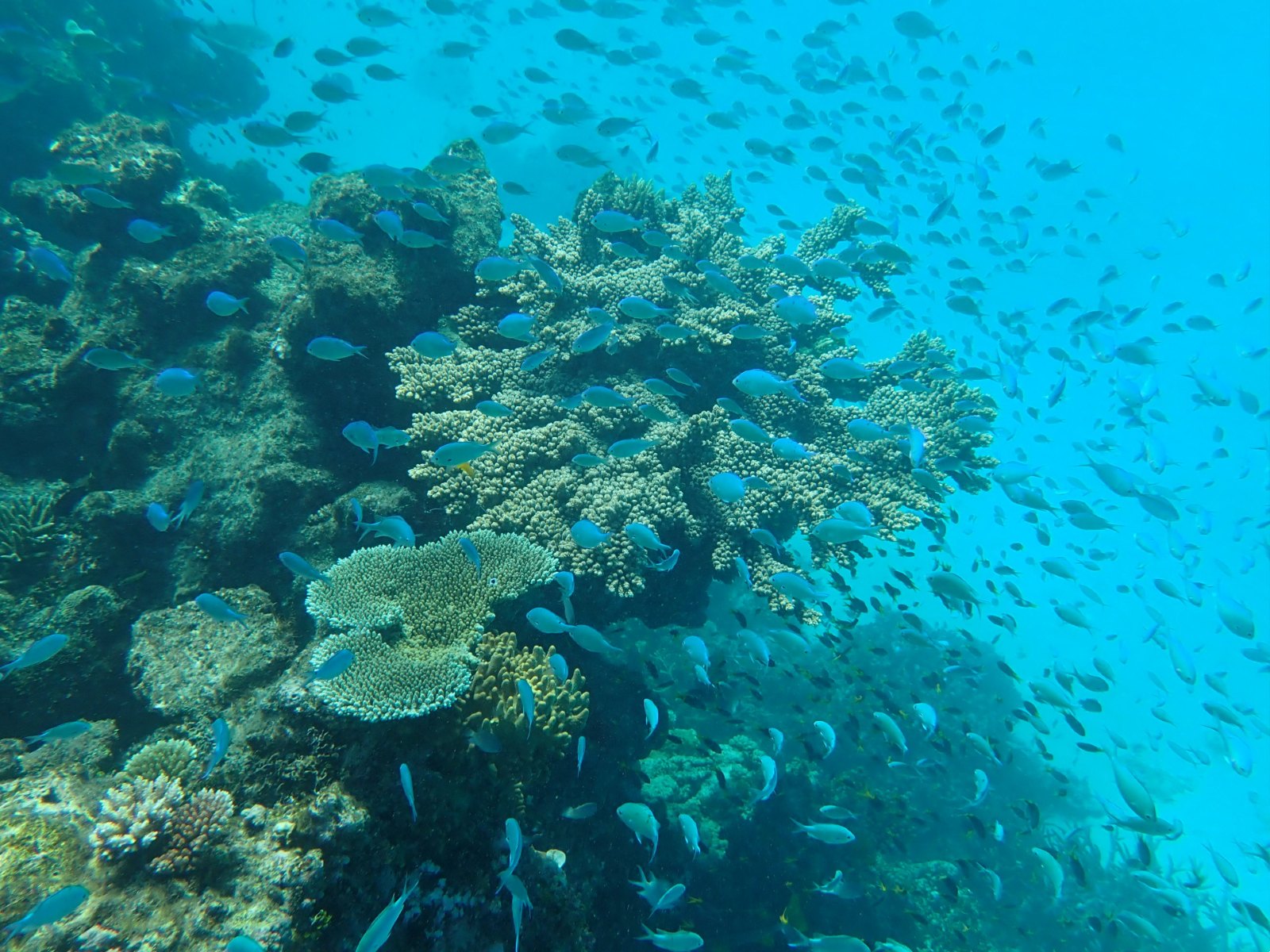 Coral and fish in the water.