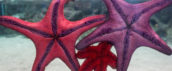 Star fish clinging to their aquarium