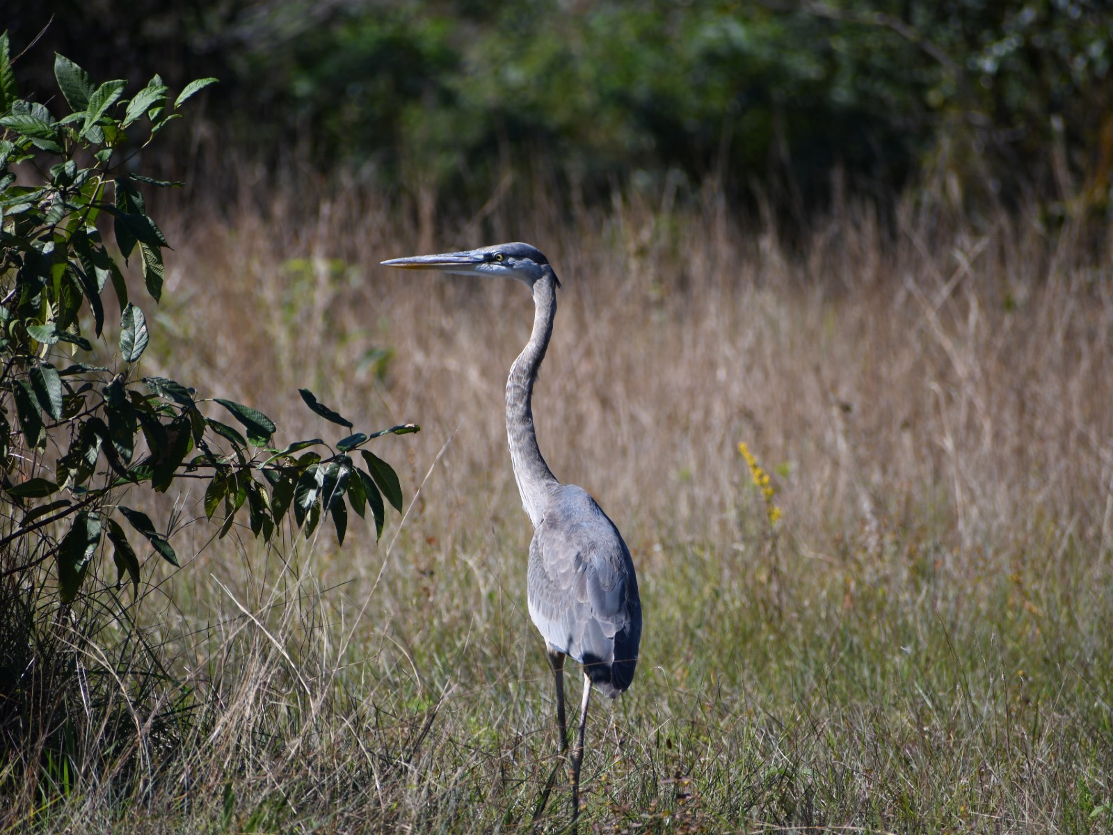 A crane standing in the grass.
