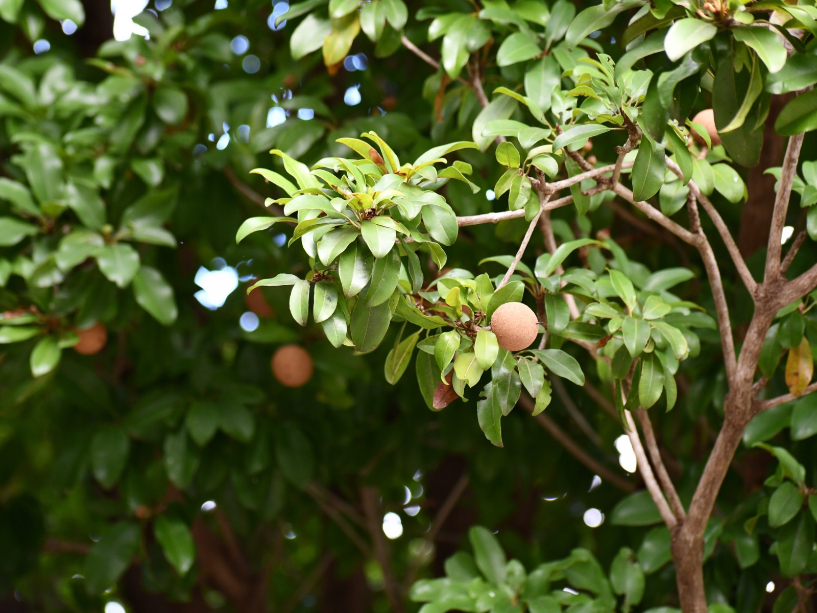 Fruit growing on the trees.