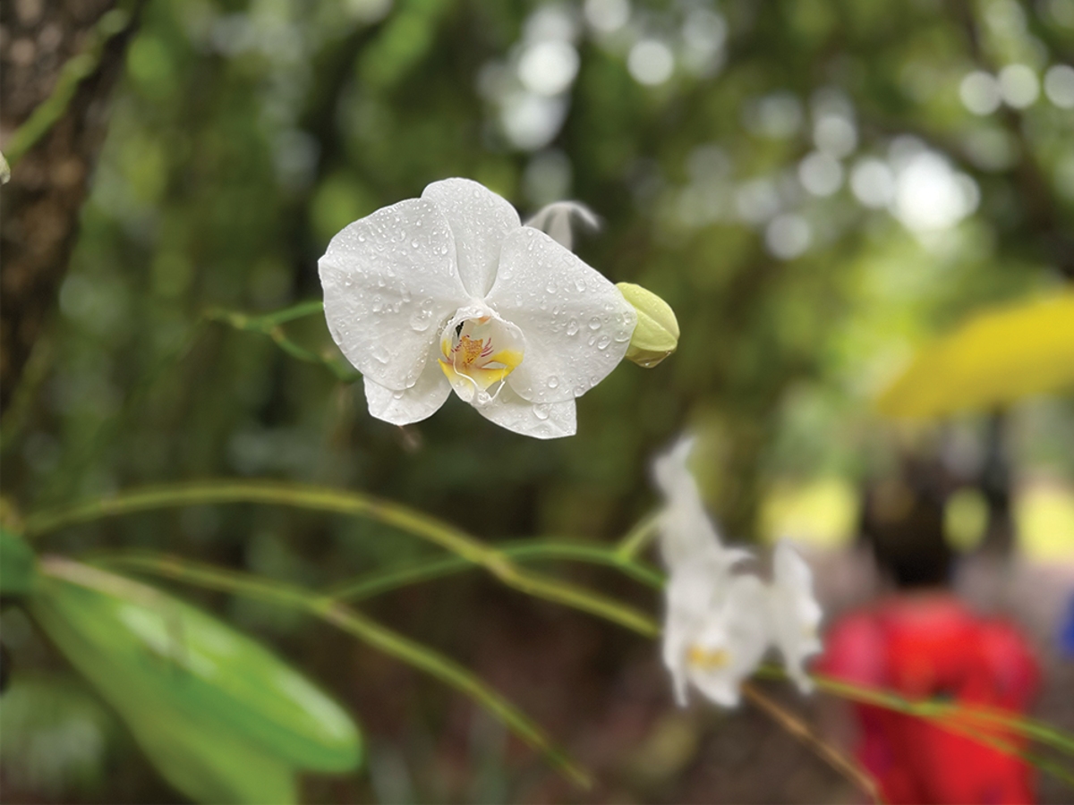 A blooming white flower.
