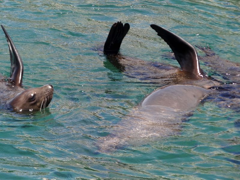 Seals enjoying the waters