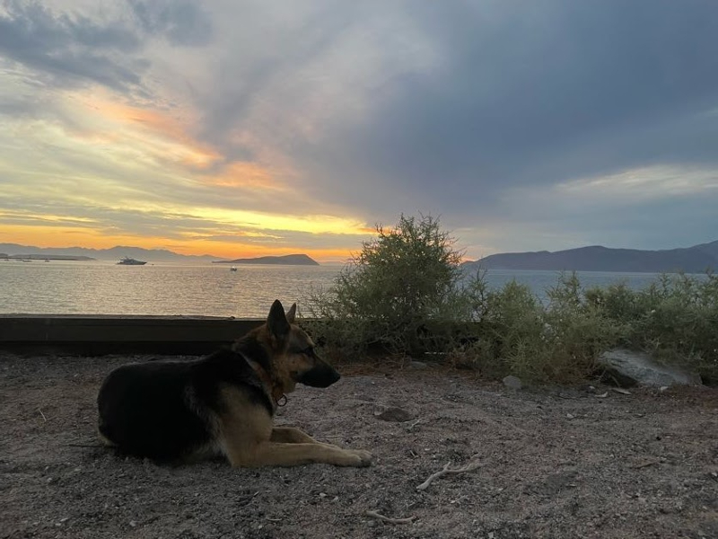 A dog lying on the beach with the sun rising in the background