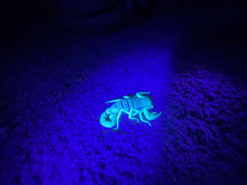 A scorpion under blacklight