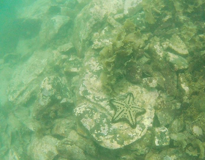 A starfish underwater on a rock