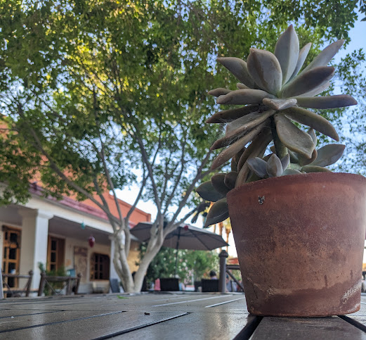 A succulent on a table