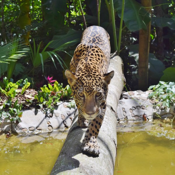 A jaguar crossing a stream 