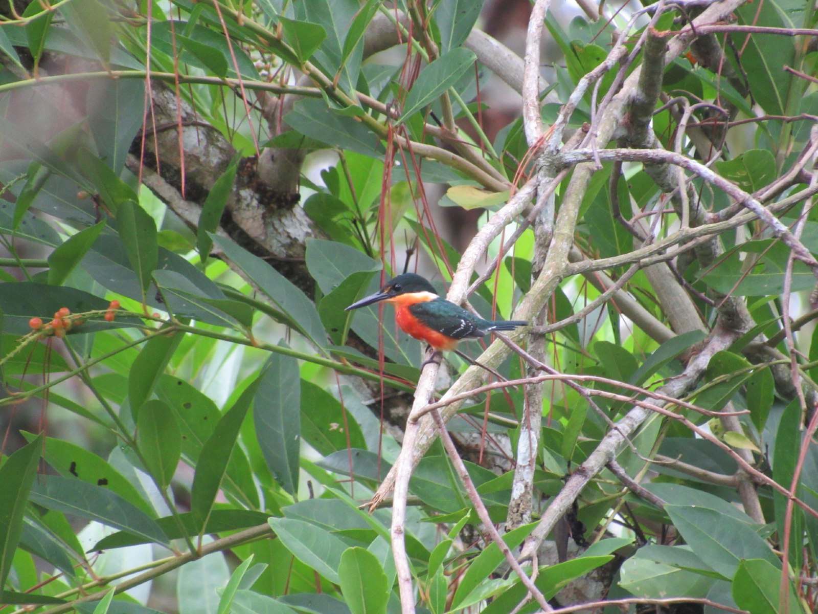 Orange and black bird in the trees.