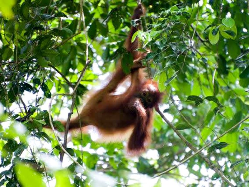 A small orangutang swinging in the trees