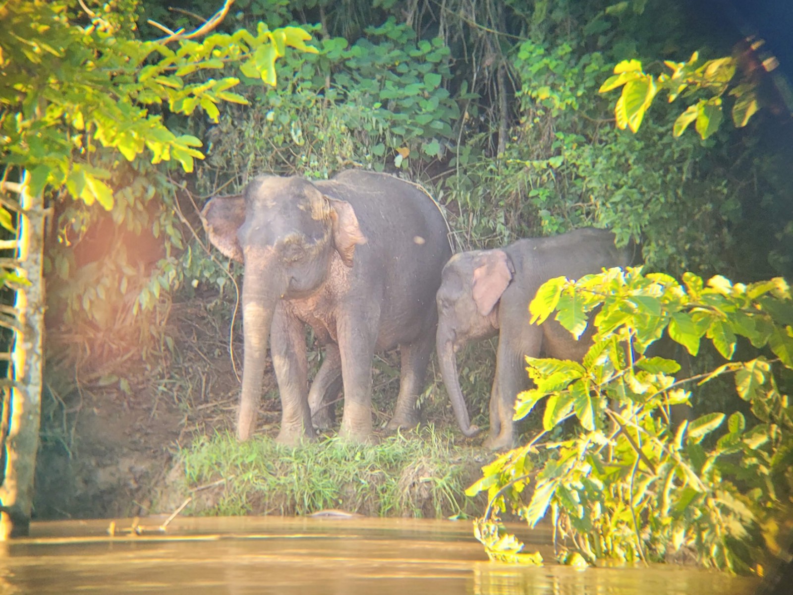 Photo of an elephant and her calf across the river.
