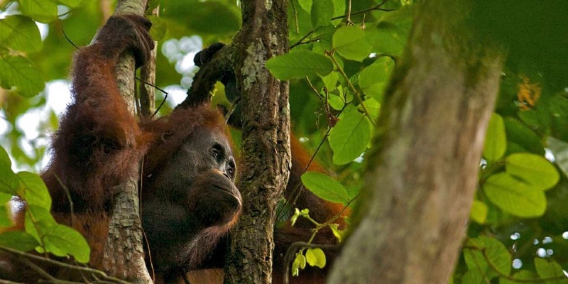 Borneo forest