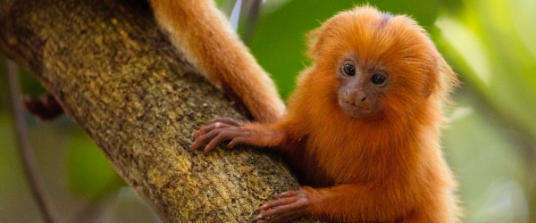 Brazil golden tamarins