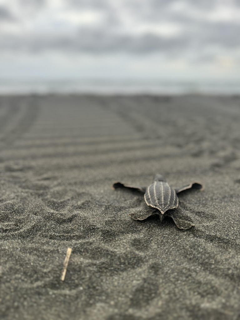 Baby sea turtle