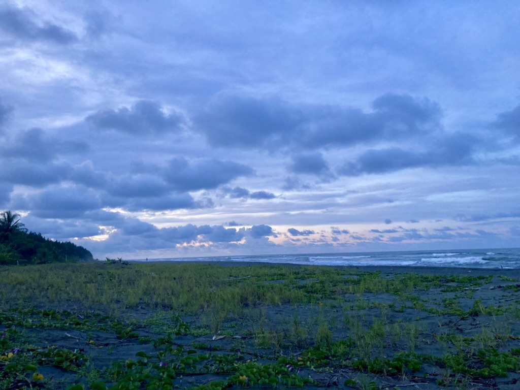 Shrubs on a beach.
