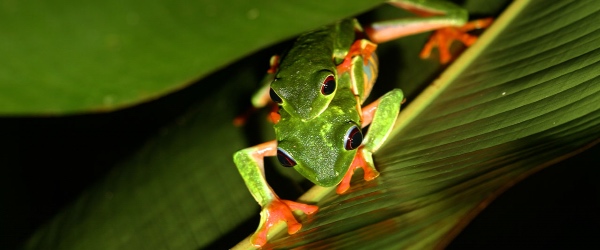 Costa Rica frogs