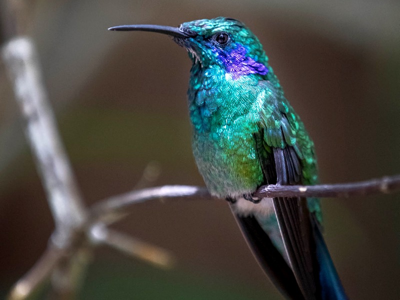 Green and purple hummingbird