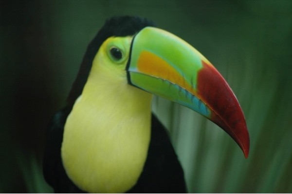 A toucan 