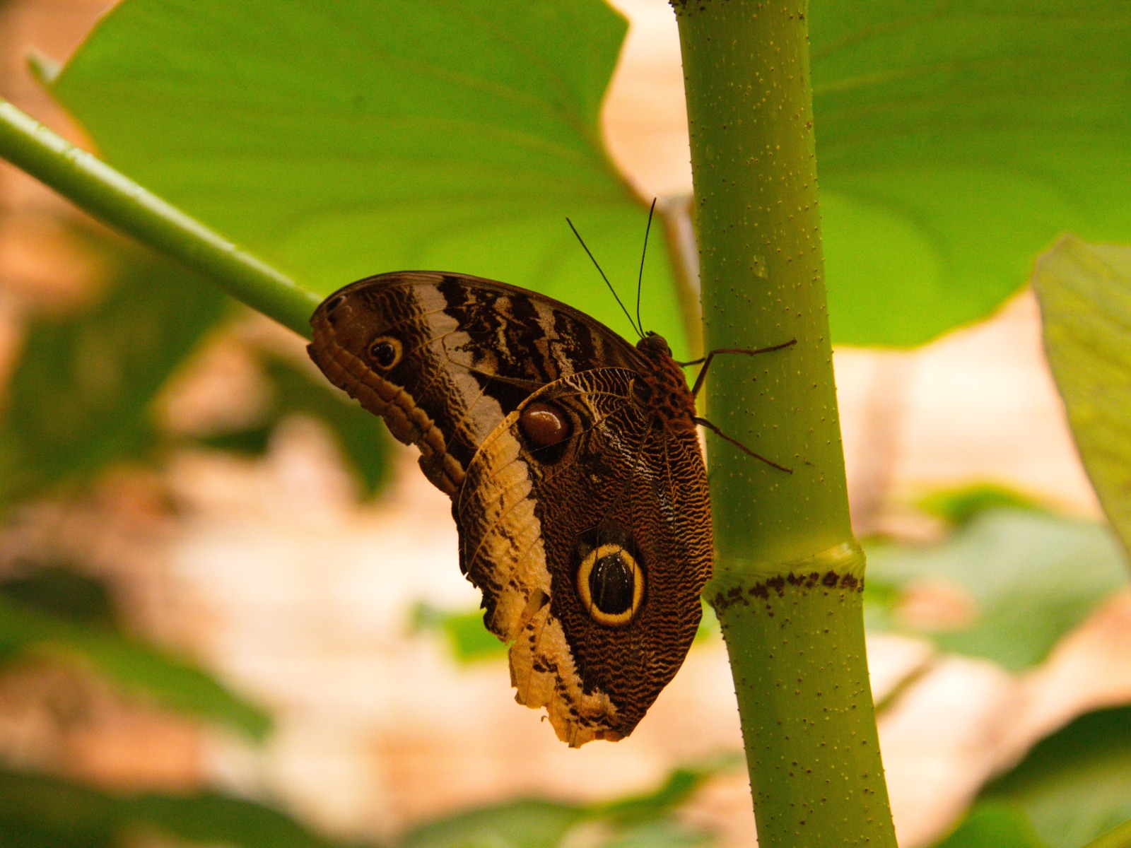 A butterfly on a branch.