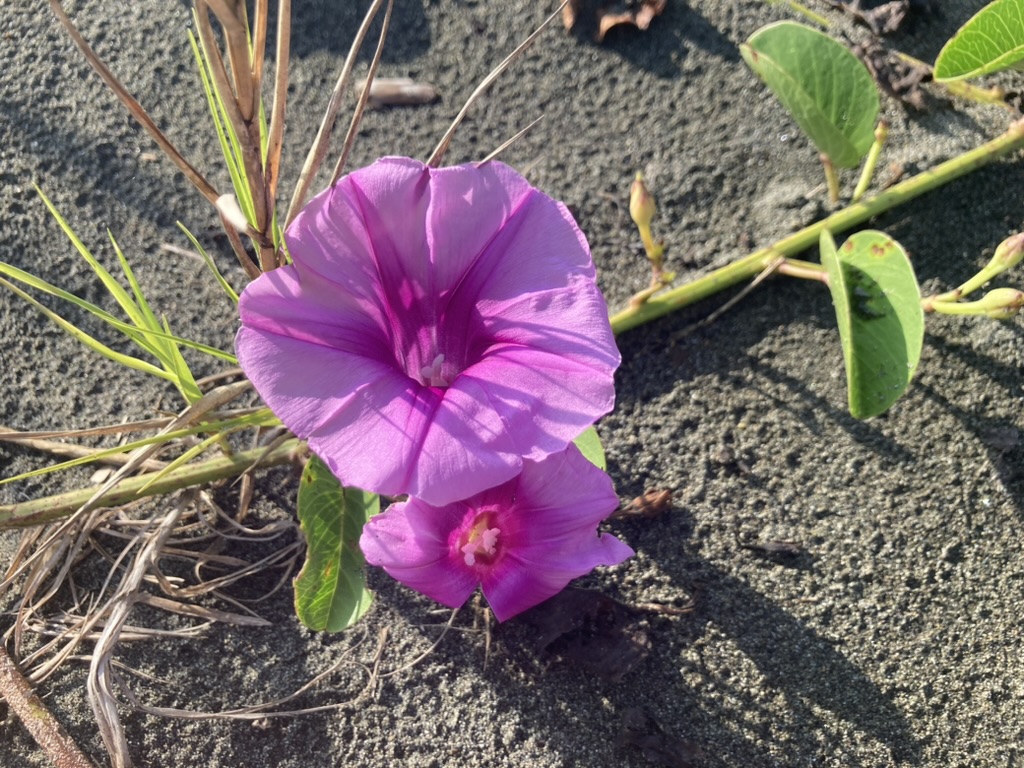 Pink flowers on the sand.