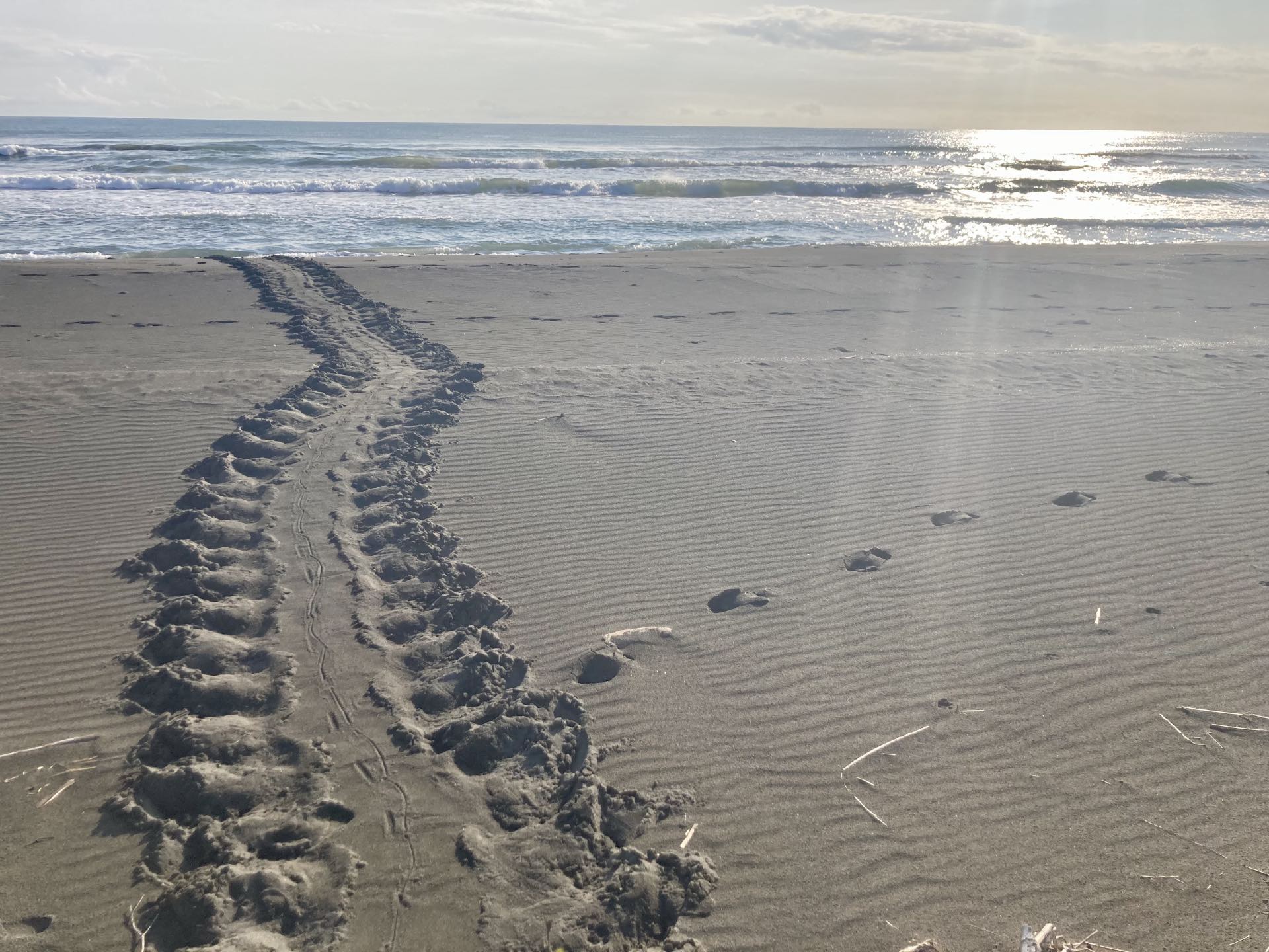 Sea turtle tracks on the sand.