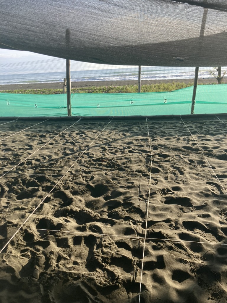 Sand that has been sectioned out for digging.