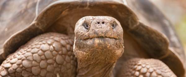 Galápagos giant tortoise