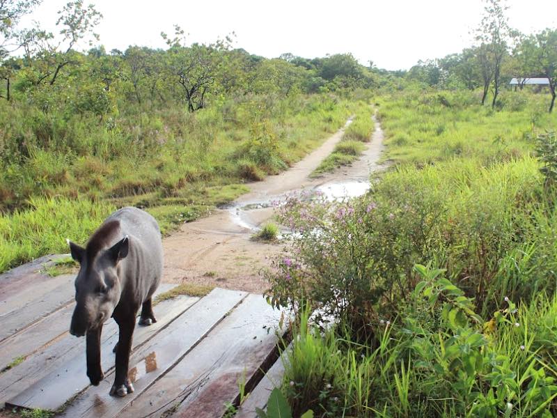 A tapir walking down a path