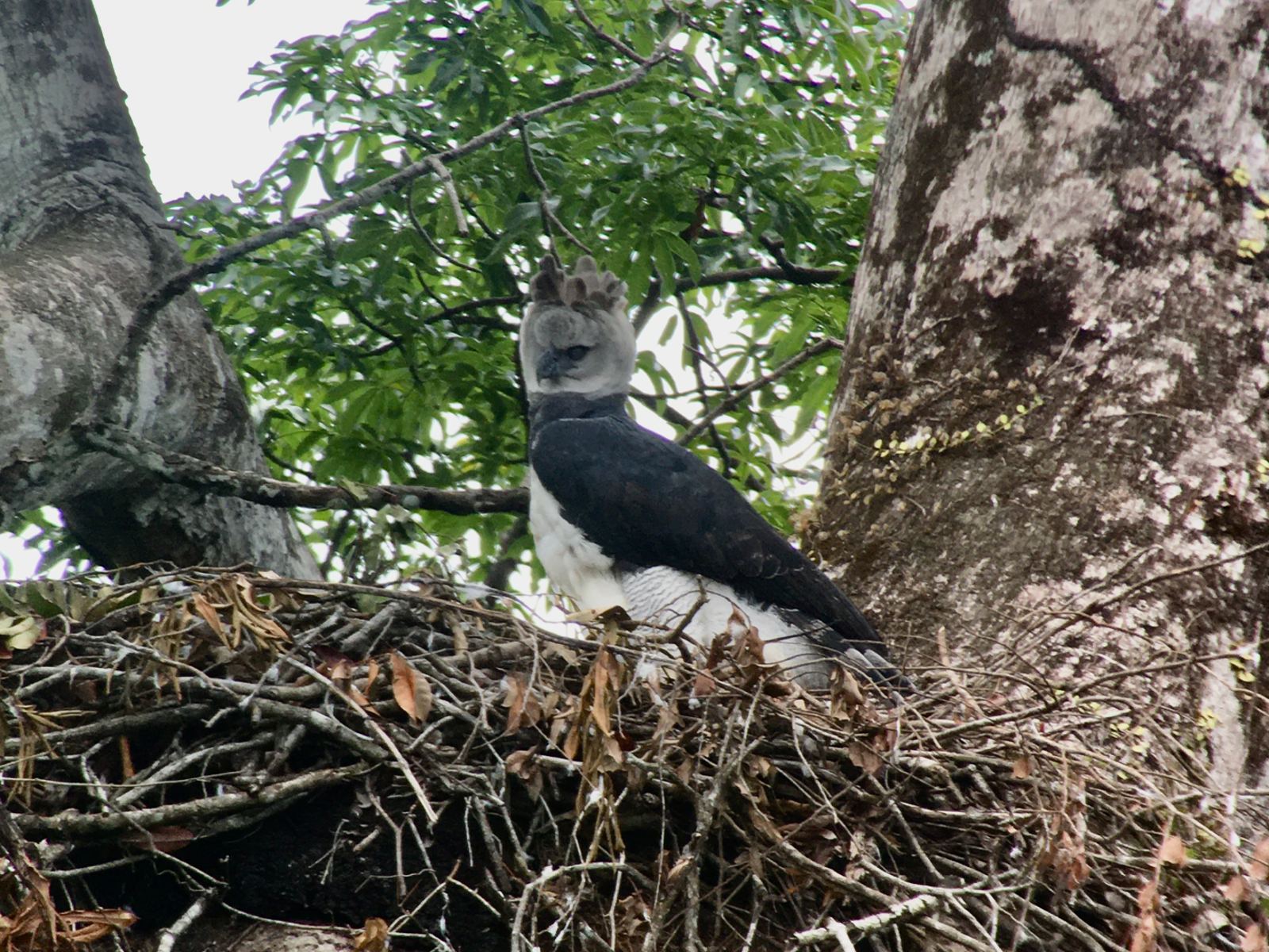 Hawk in a nest.