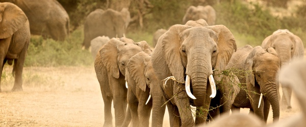 Kenya elephants