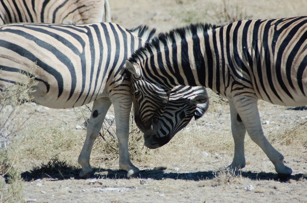 Two zebras scratching their necks