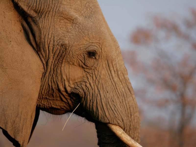 An elephant eating grass