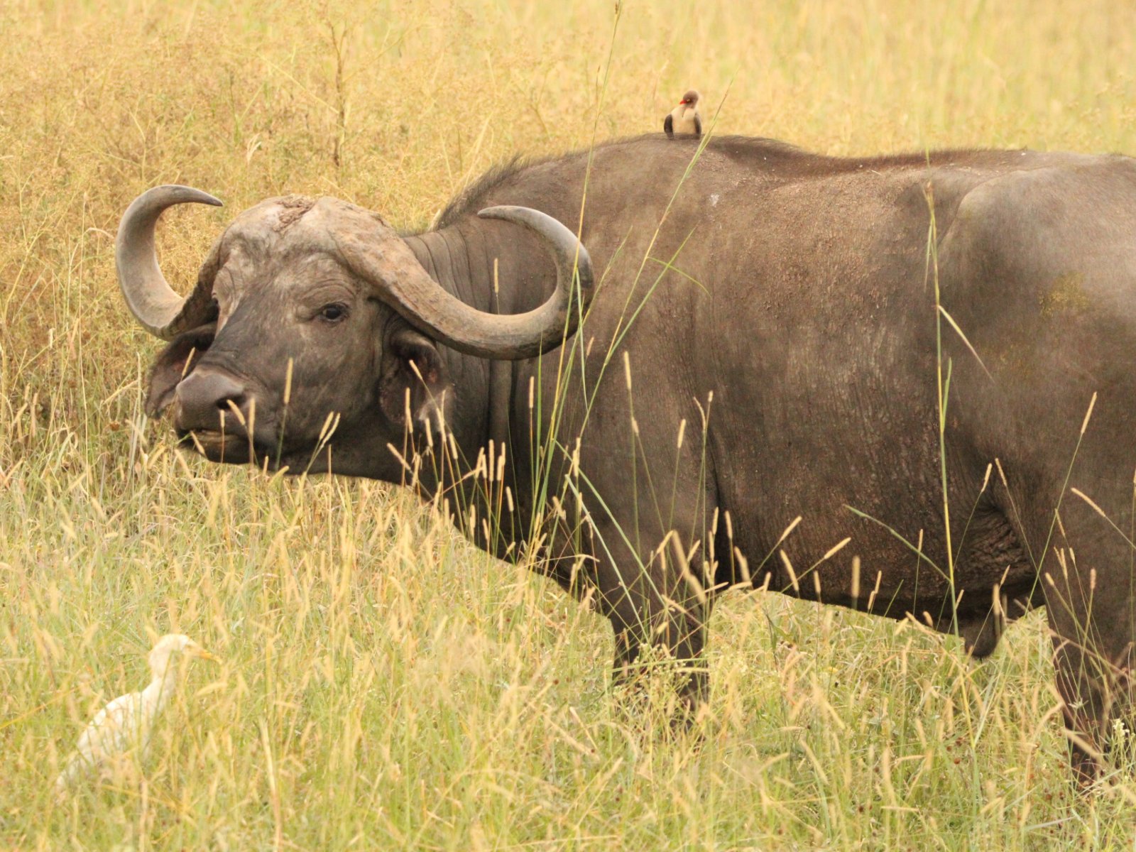 A water buffalo with some birds.