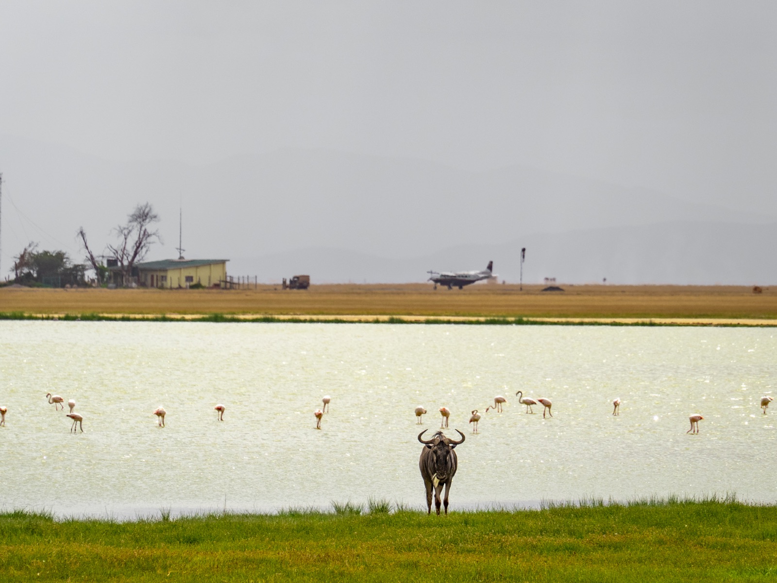 A wildebeest standing by a waterhole with flamingos and a plane in the background.