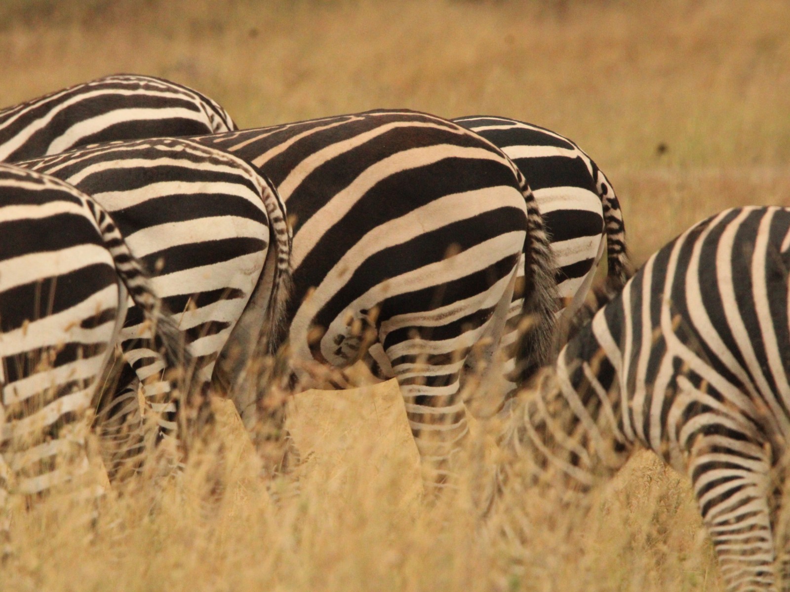 Some zebras.