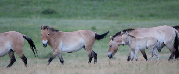 Mongolia horses