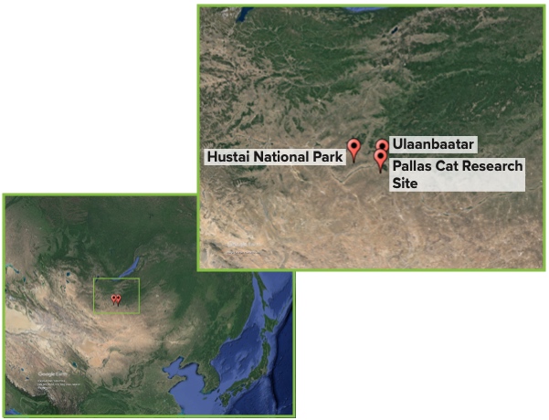 Google Earth map of Mongolia with three locations marked. A second image shows the marked locations zoomed in are labeled Ulaanbaatar, Hustai National Park, and Pallas Cat Research Site.