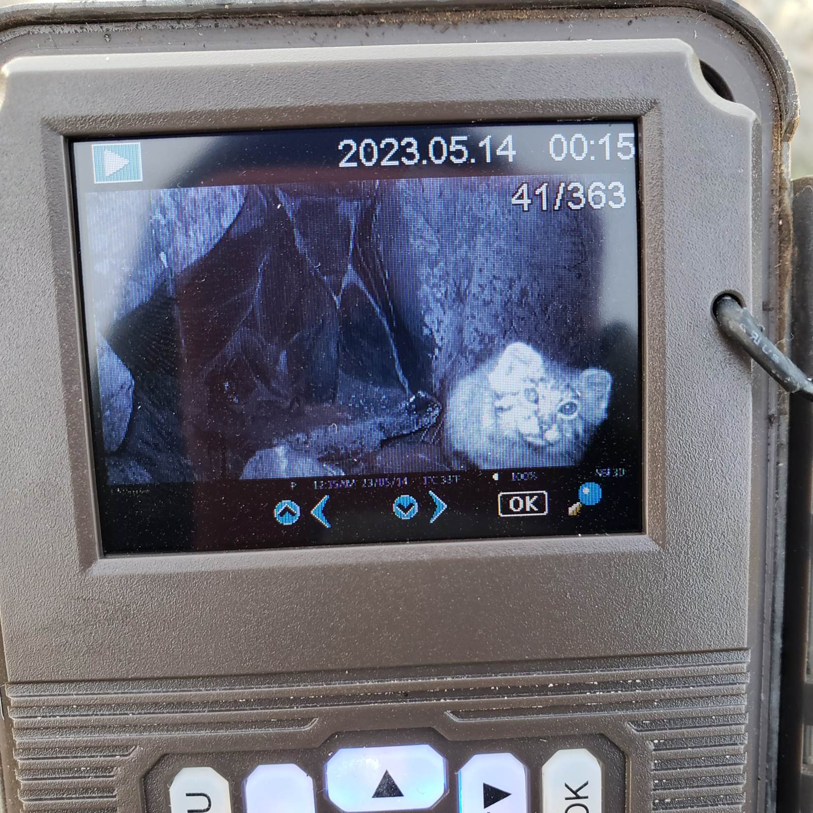 A Pallas cat caught on a wildlife camera.