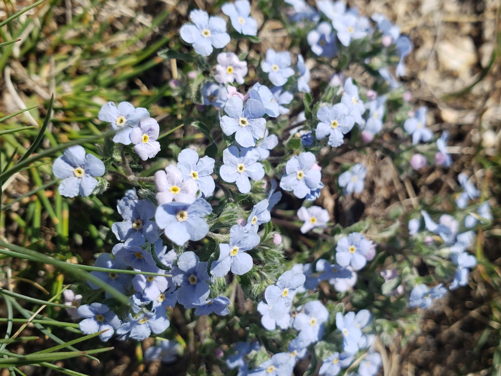 Small purple and blue flowers.
